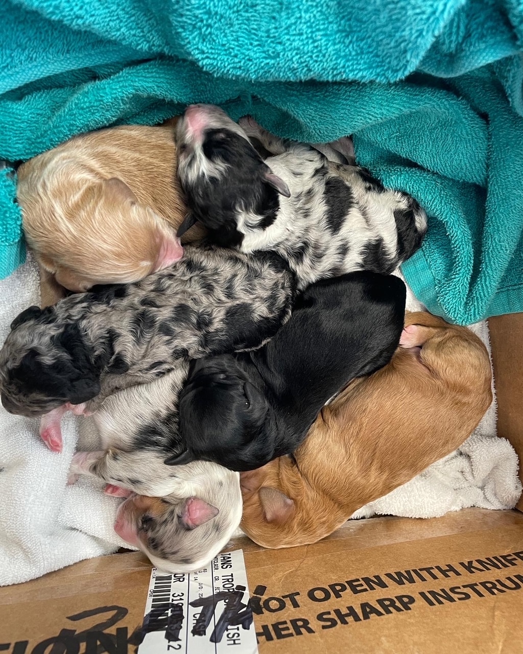 Pile of Aussie Doodles