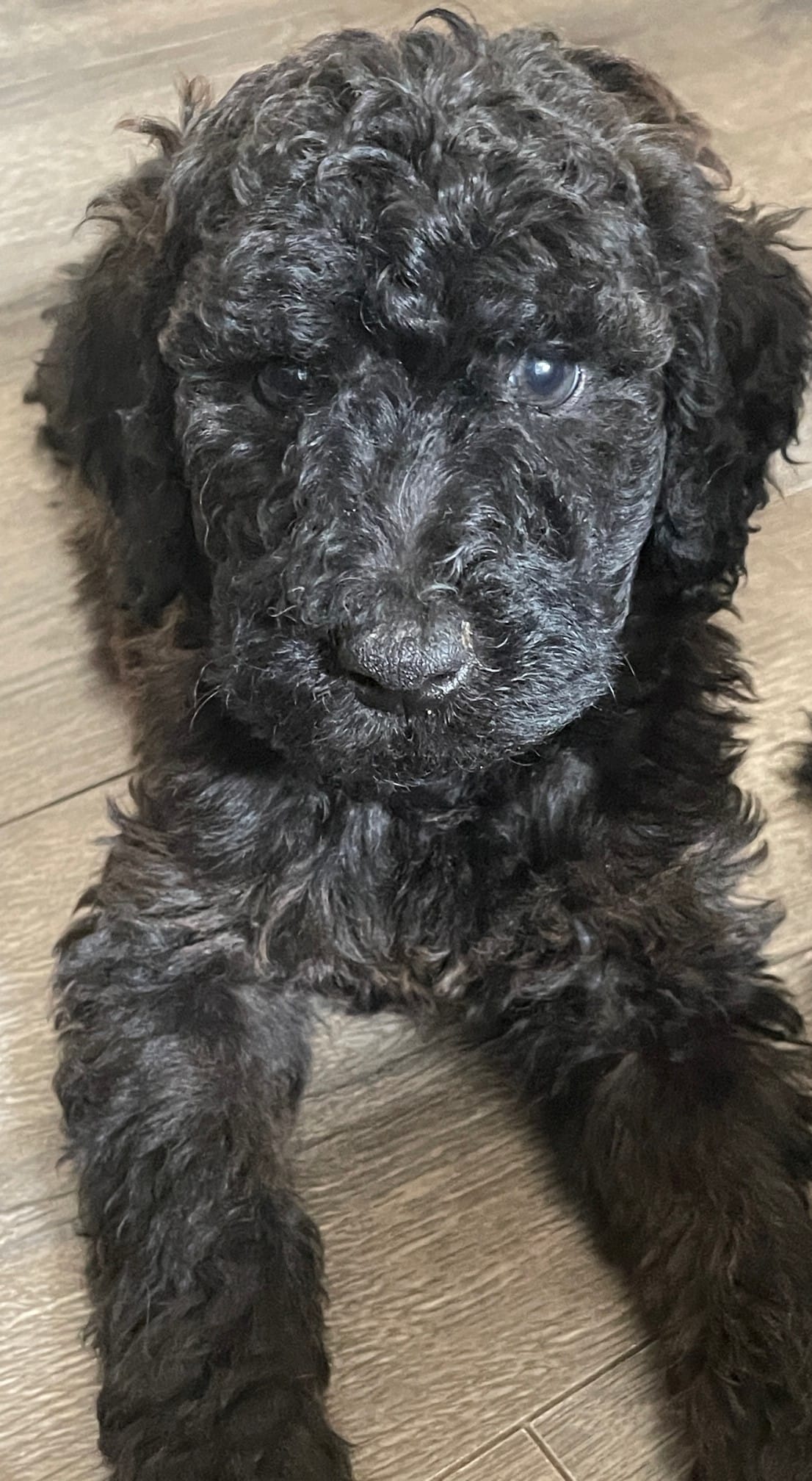 Kalua, The Black Standard Female Poodle - Image 7