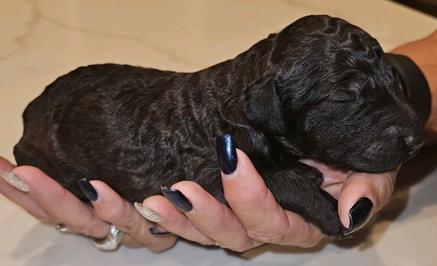 Lahaina The Brindle Standard Female Poodle - Image 3