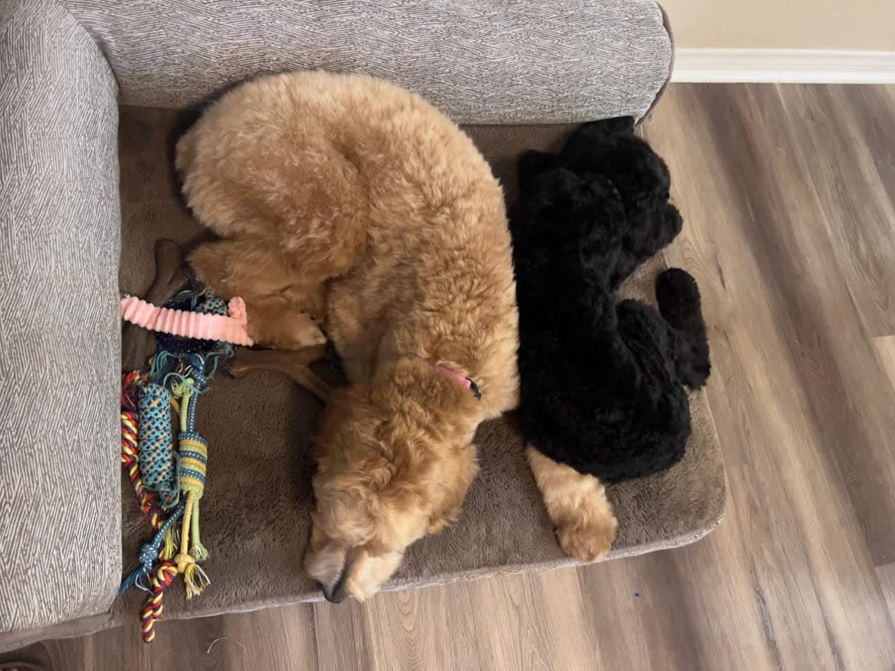 Kalua, The Black Standard Female Poodle - Image 9
