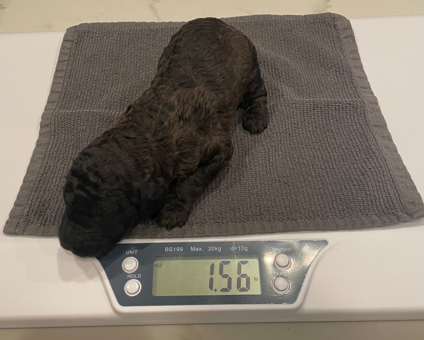 Lahaina The Brindle Standard Female Poodle - Image 2