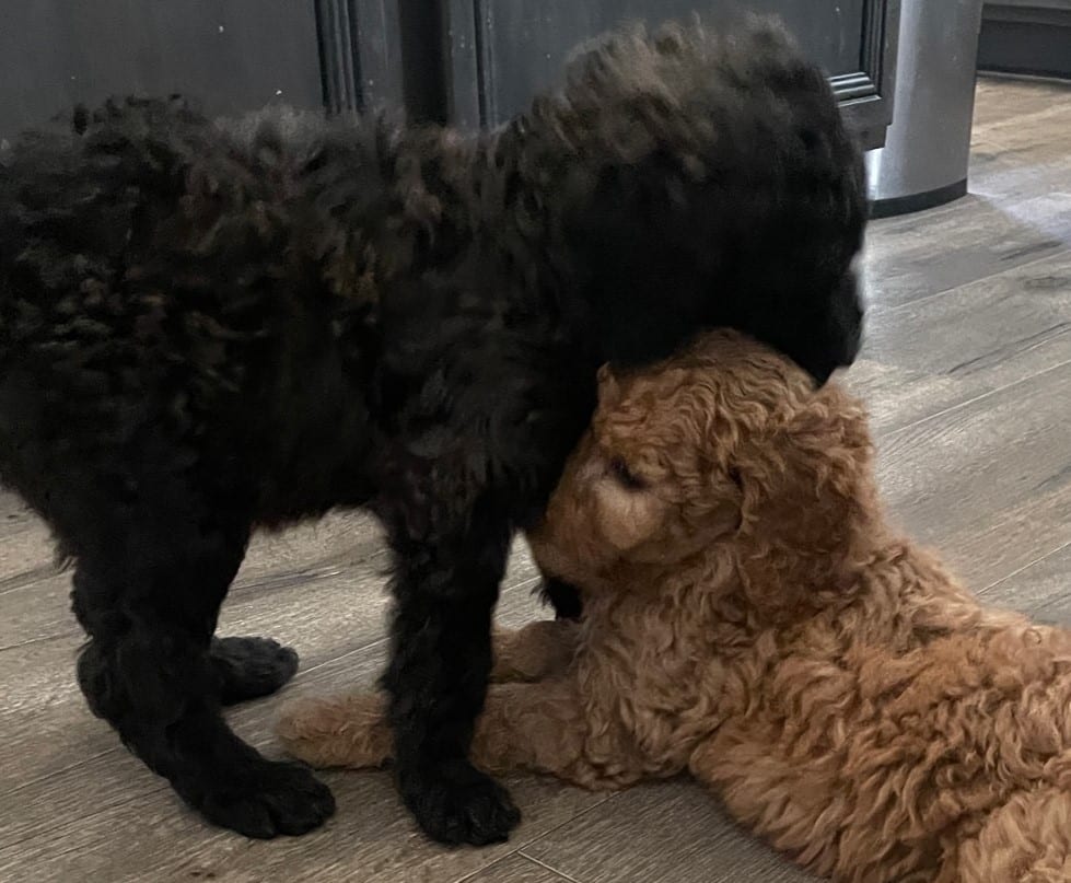 Kalua, The Black Standard Female Poodle - Image 6