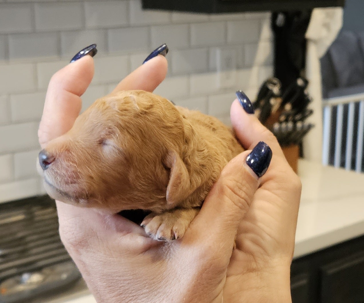 Kaui The Apricot Standard Male Poodle - Image 2