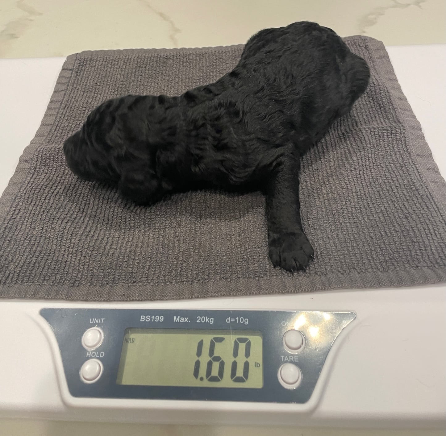 Kalua, The Black Standard Female Poodle - Image 4