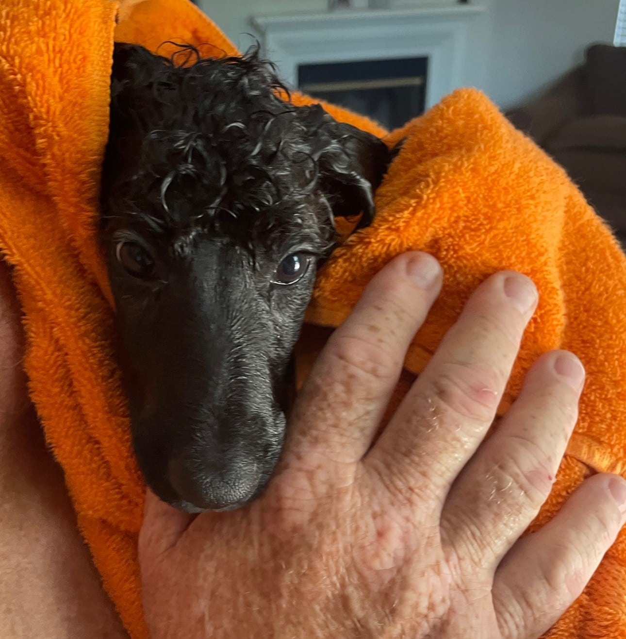 Lahaina The Brindle Standard Female Poodle - Image 5