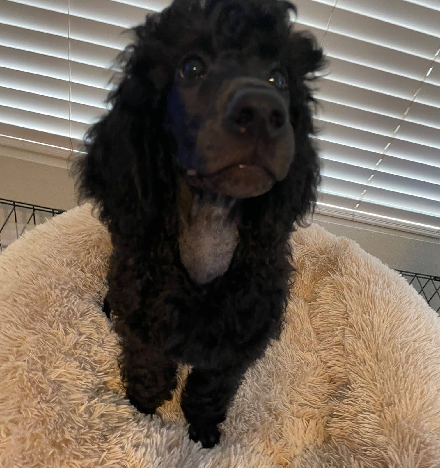 Molokai The Dark Brown Standard Male Poodle - Image 3