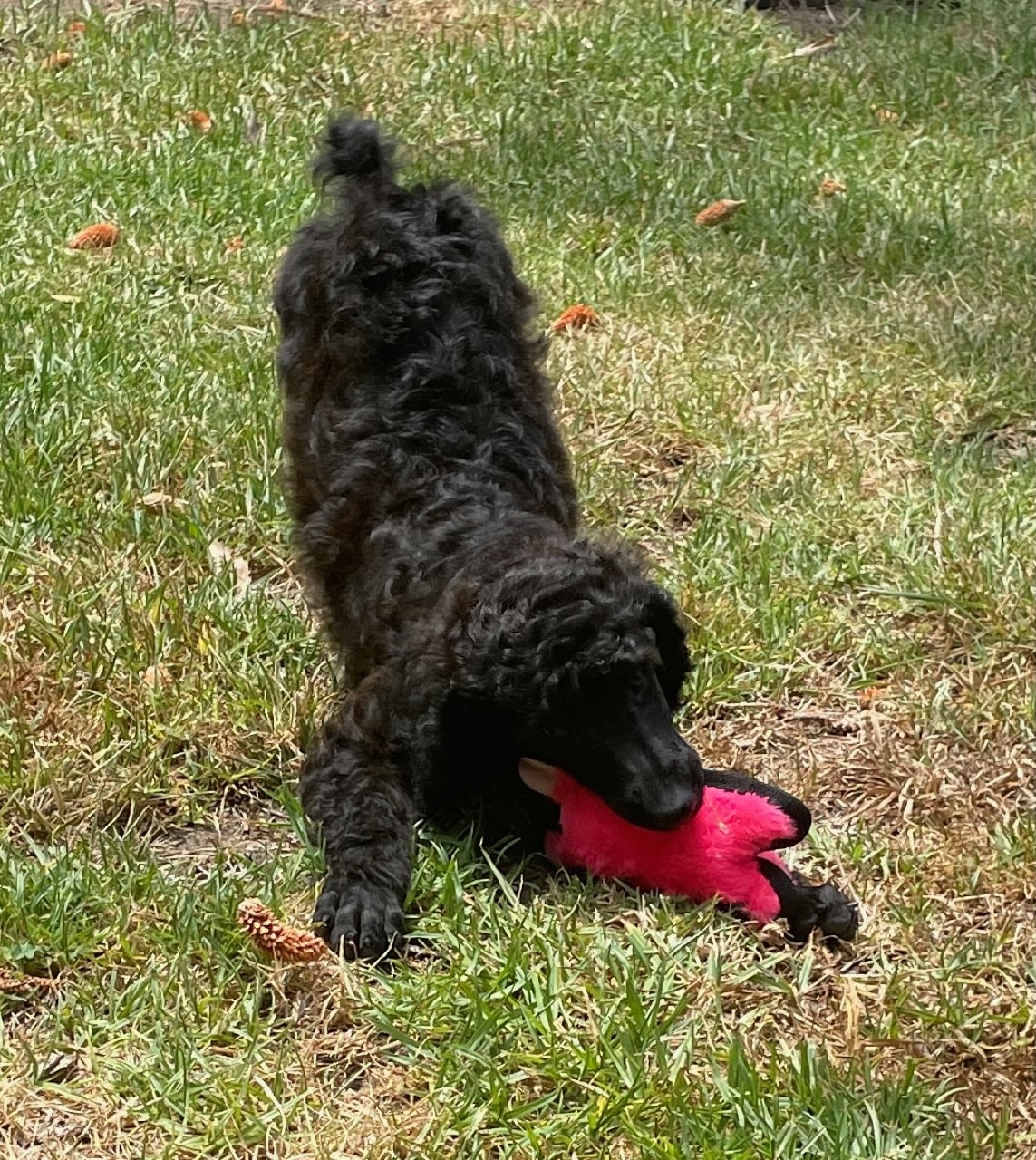 Lahaina The Brindle Standard Female Poodle - Image 9