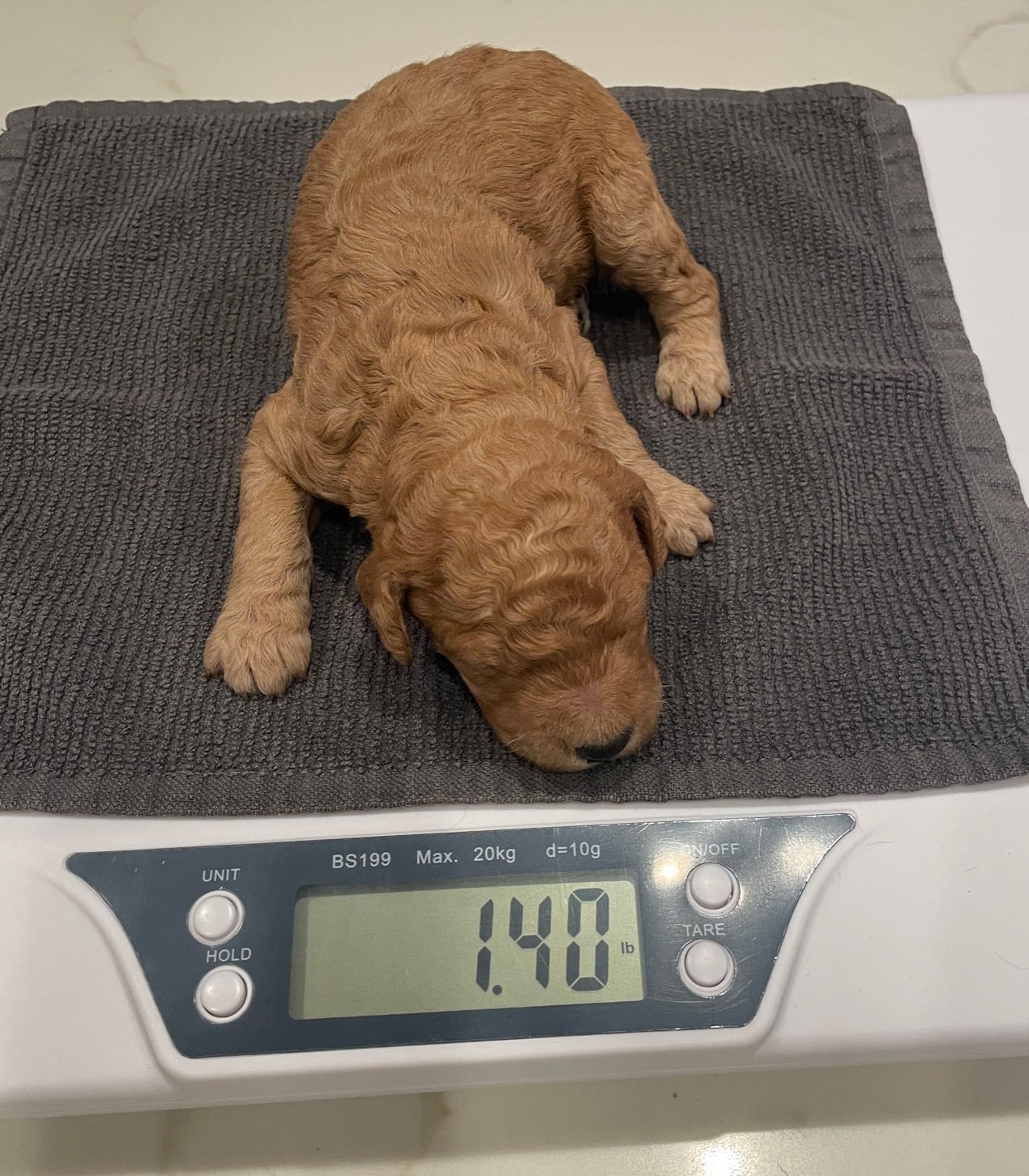 Hana The Apricot Standard Female Poodle - Image 2