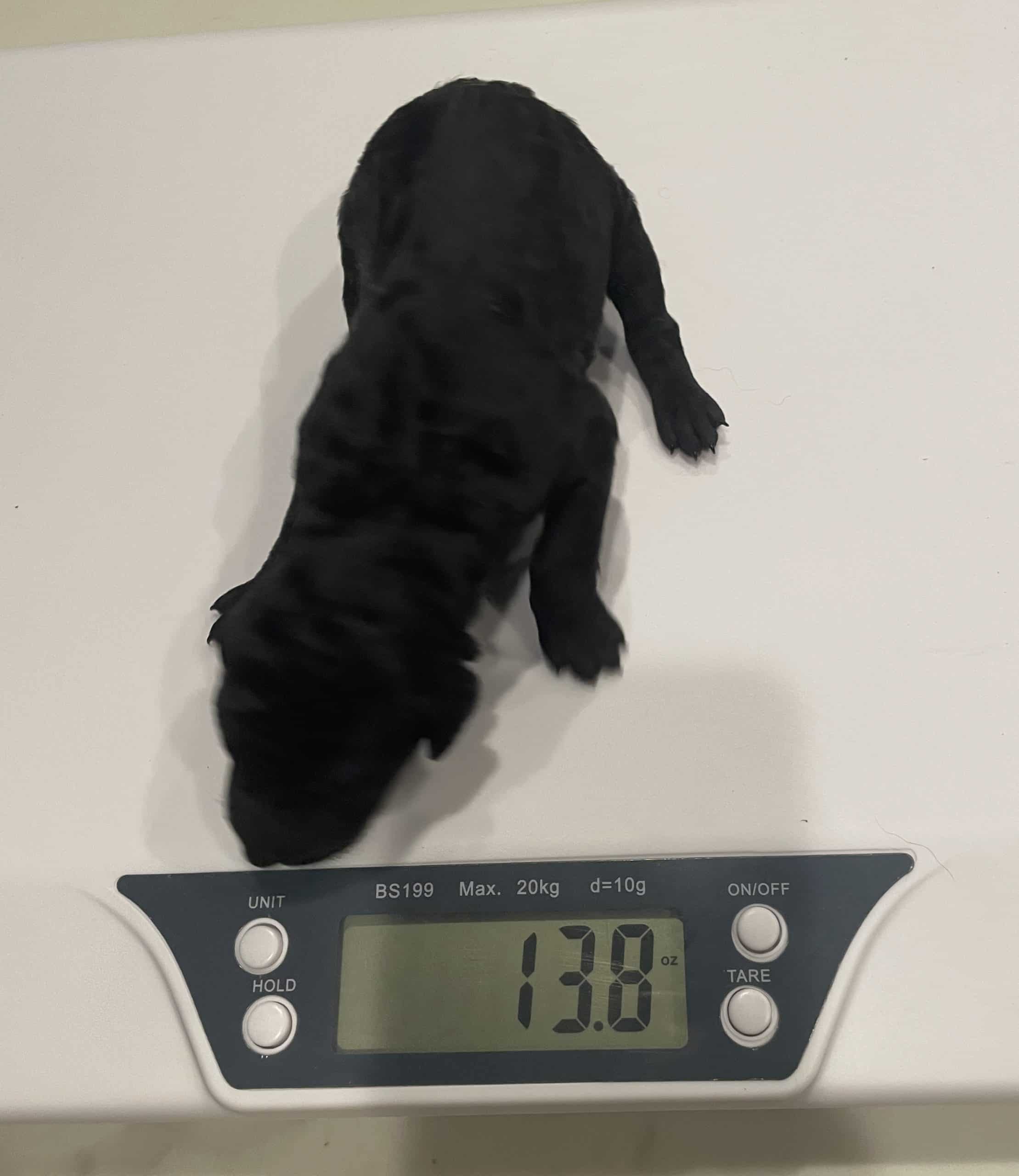 Moana The Black Standard Female Poodle - Image 2
