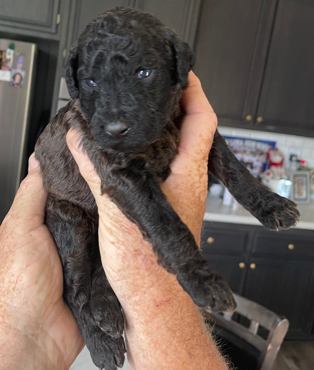 Kalua, The Black Standard Female Poodle - Image 5