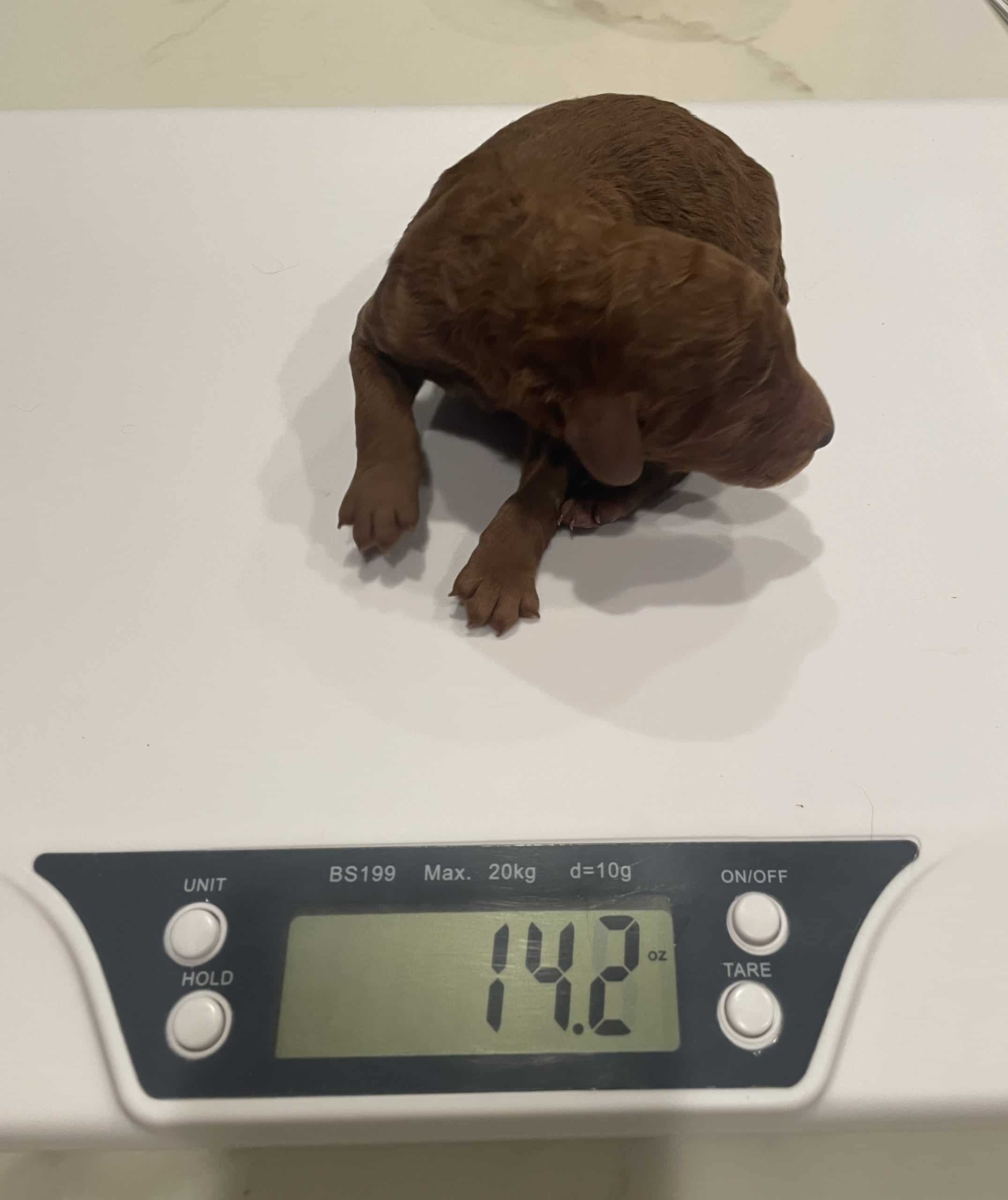 Maui The Red Standard Male Poodle - Image 2