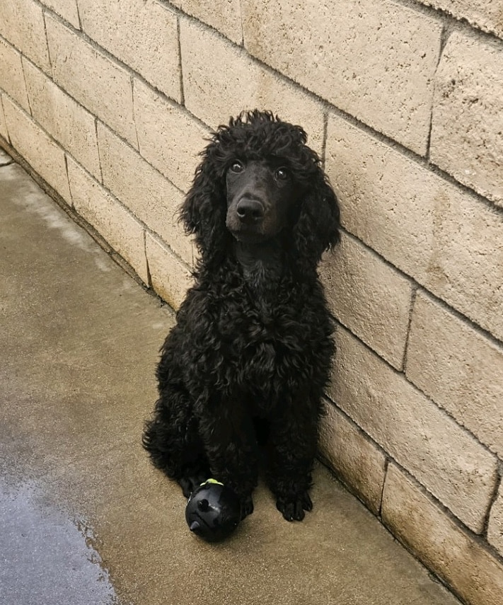 Molokai The Dark Brown Standard Male Poodle - Image 5