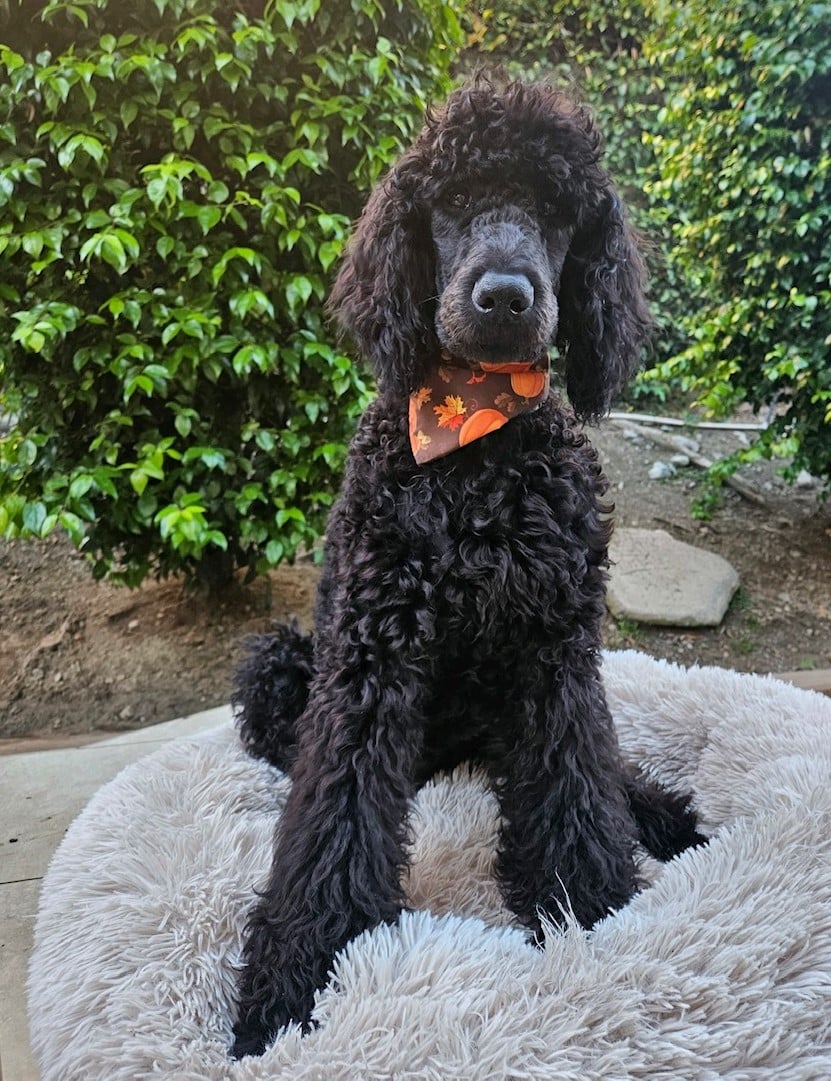 Kona The Velvet Black Standard Male Poodle