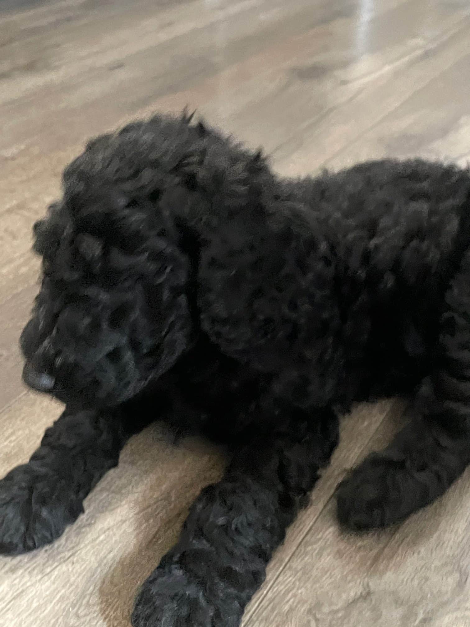 Lahaina The Brindle Standard Female Poodle - Image 4