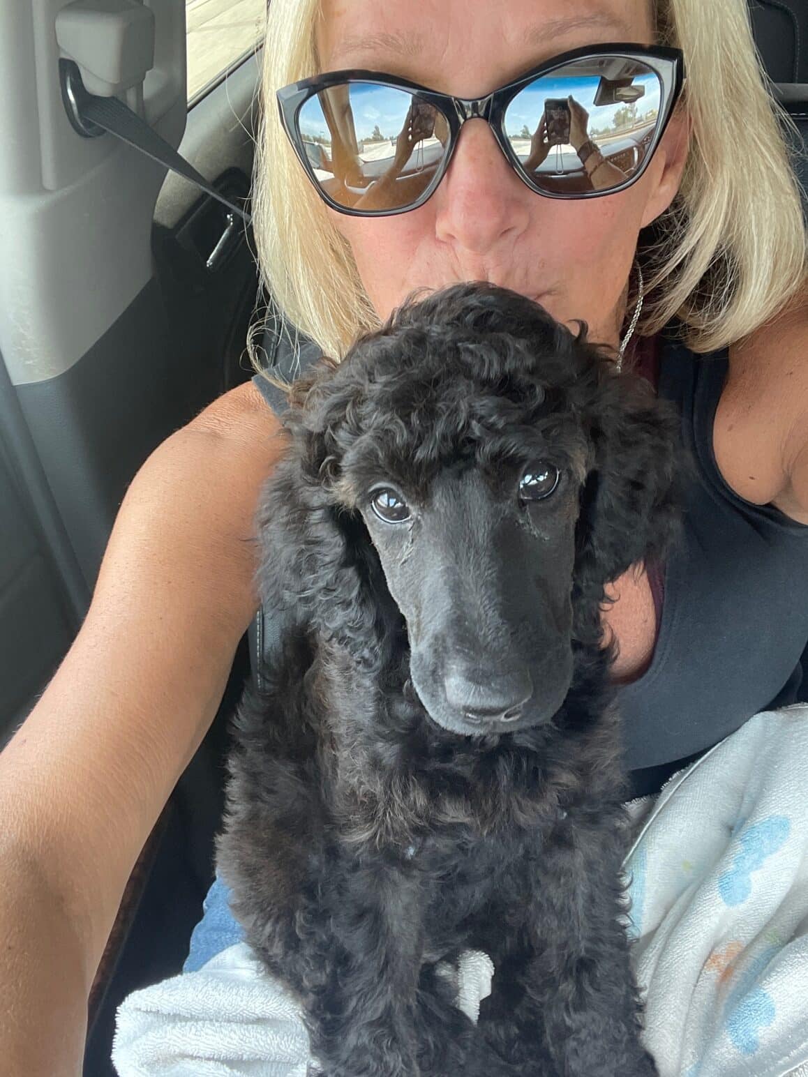 Lahaina The Brindle Standard Female Poodle