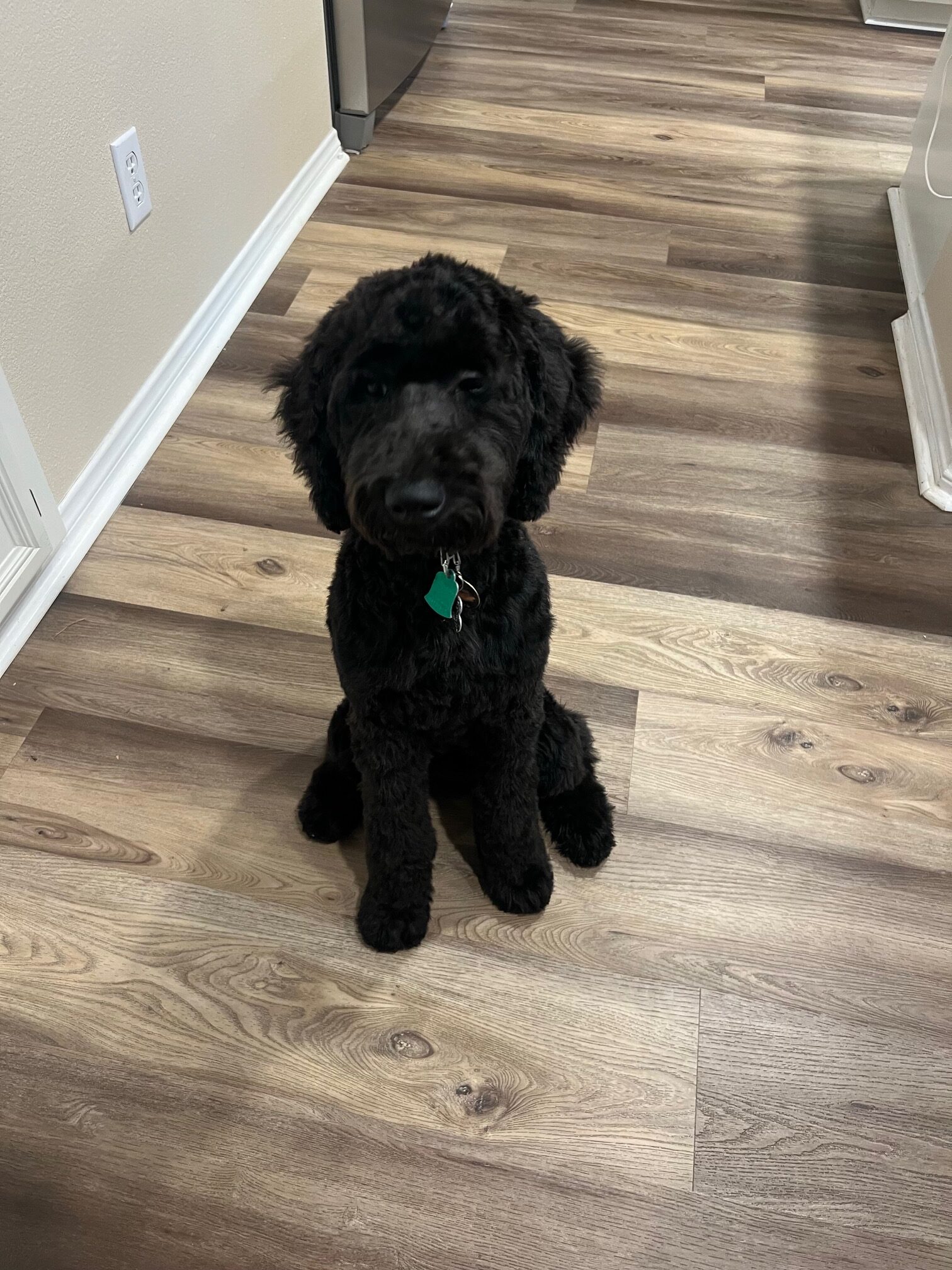 Kalua, The Black Standard Female Poodle