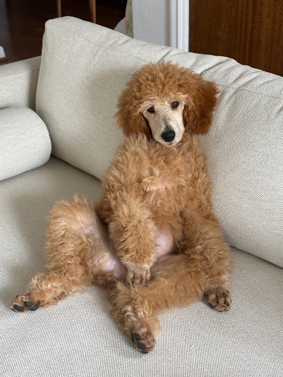 Hana The Apricot Standard Female Poodle