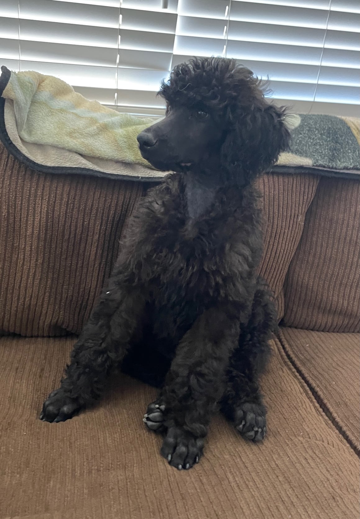 Molokai The Dark Brown Standard Male Poodle - Image 4