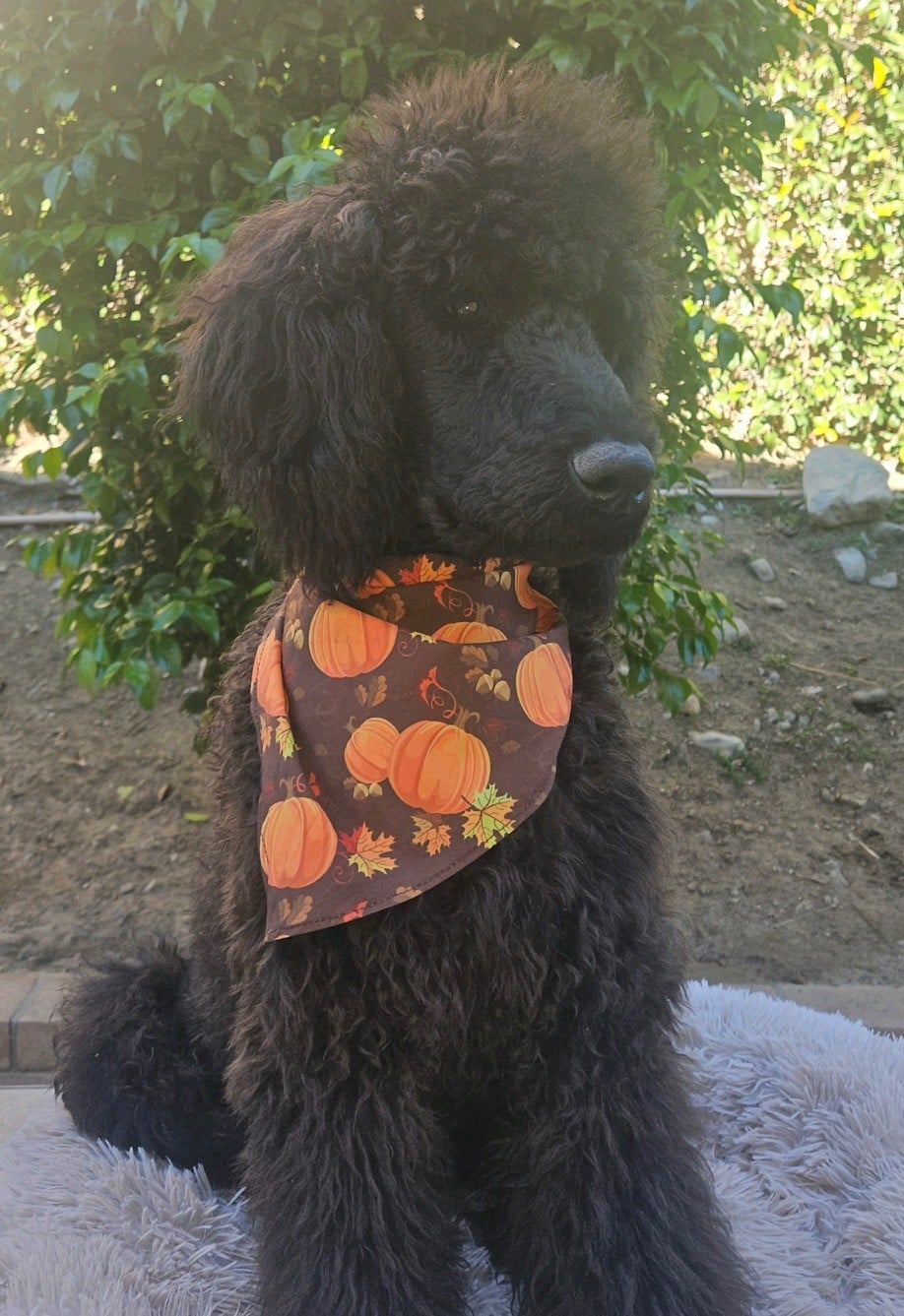 Molokai The Dark Brown Standard Male Poodle