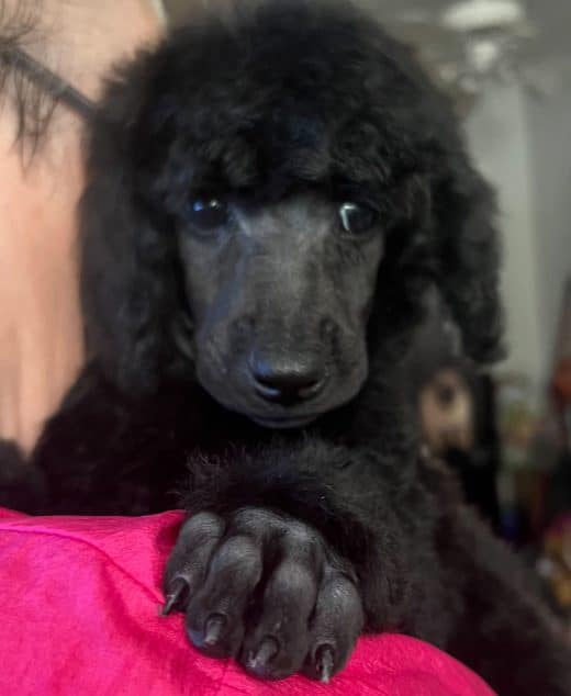 Moana The Black Standard Female Poodle