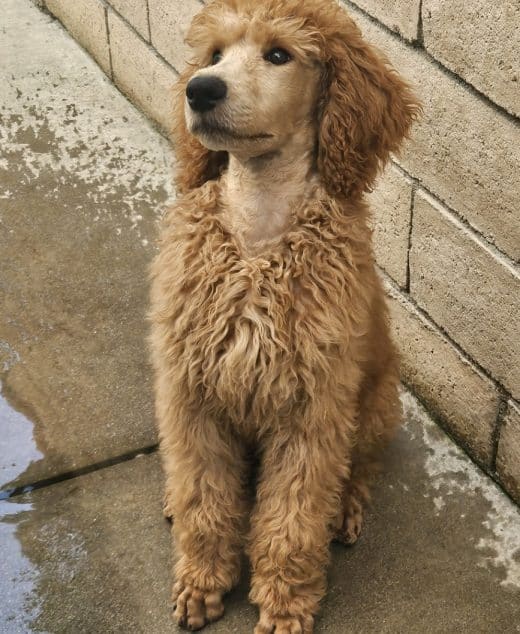 Kaui The Apricot Standard Male Poodle