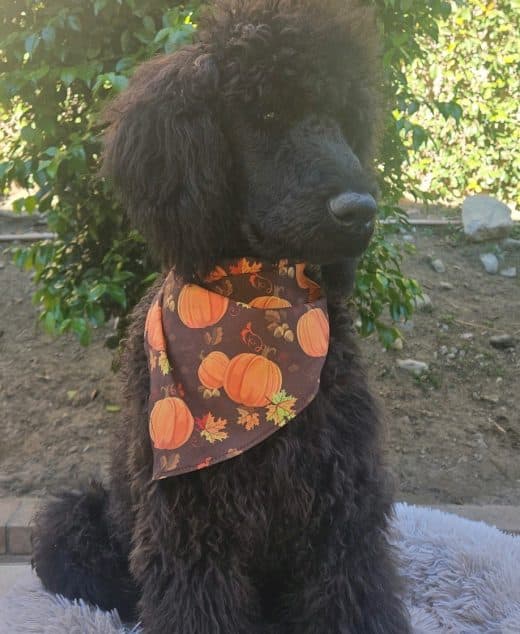Molokai The Dark Brown Standard Male Poodle