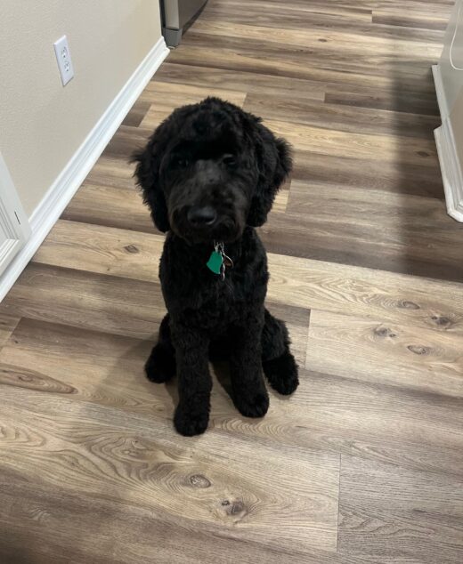 Kalua, The Black Standard Female Poodle