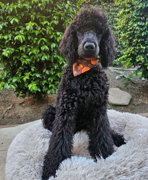 Kona The Velvet Black Standard Male Poodle