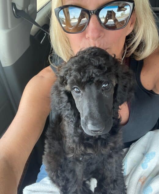 Lahaina The Brindle Standard Female Poodle