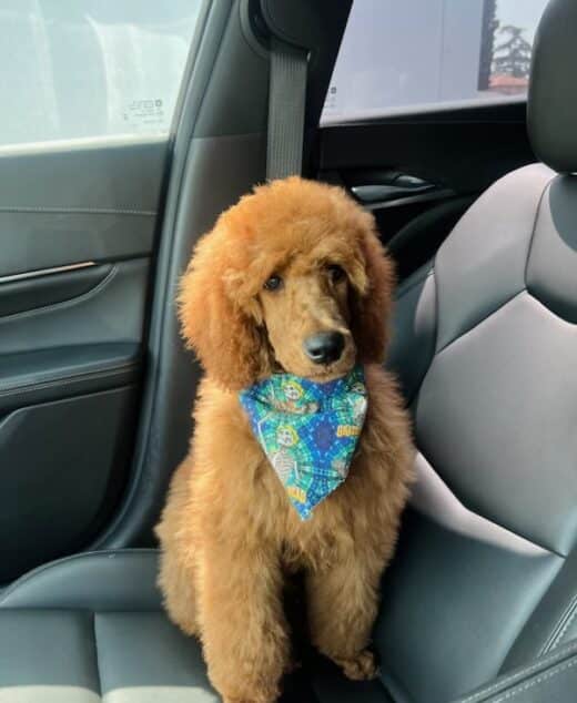 Maui The Red Standard Male Poodle