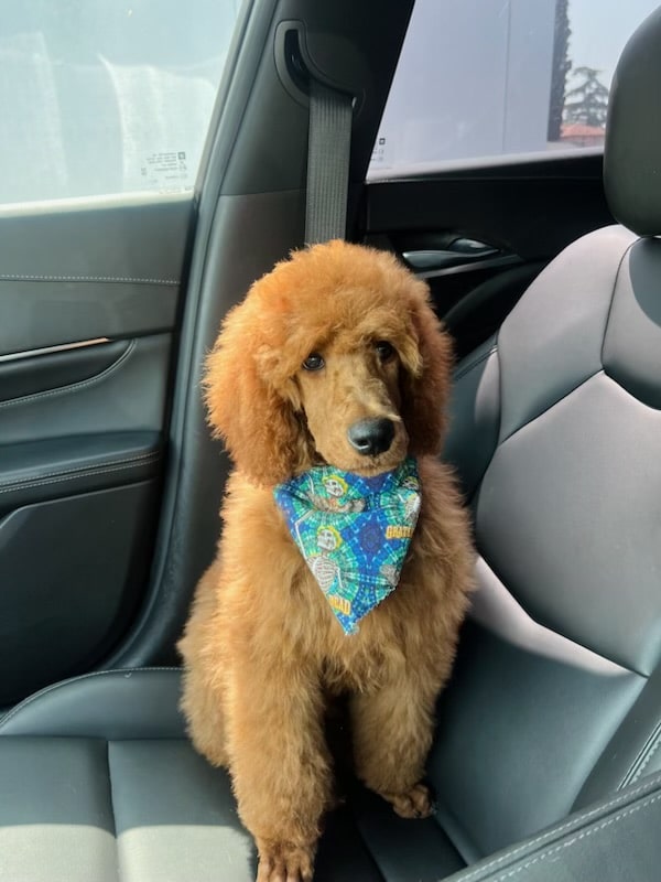 Maui The Red Standard Male Poodle