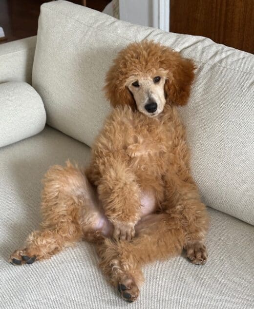 Hana The Apricot Standard Female Poodle