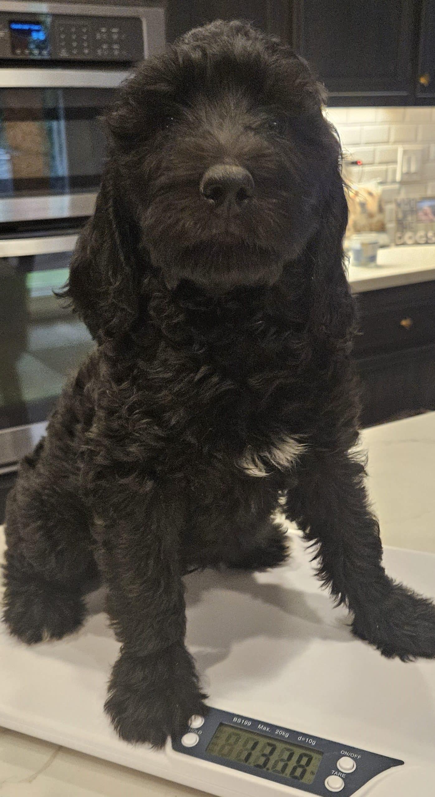 Blitzen the black and white male Aussie Doodle - Image 3