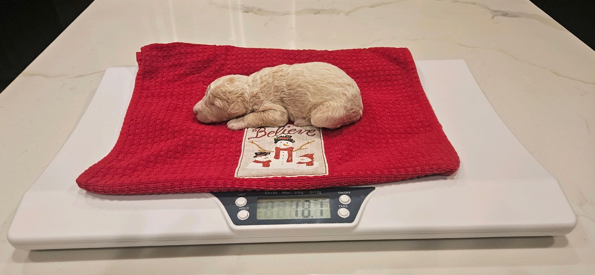 Comet the white and cream male Aussie Doodle - Image 2
