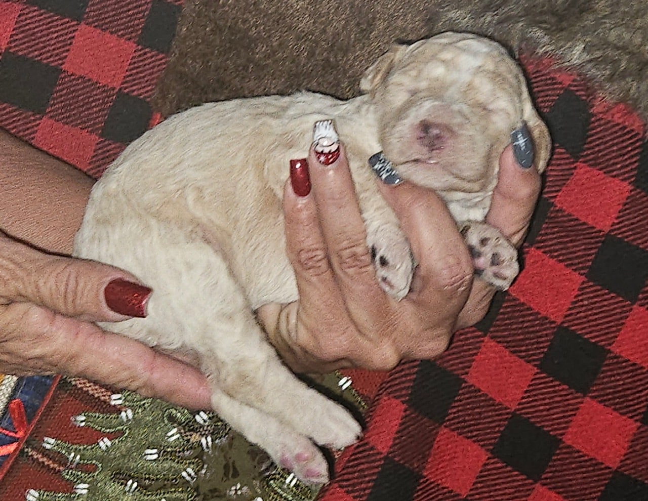 Comet the white and cream male Aussie Doodle - Image 5