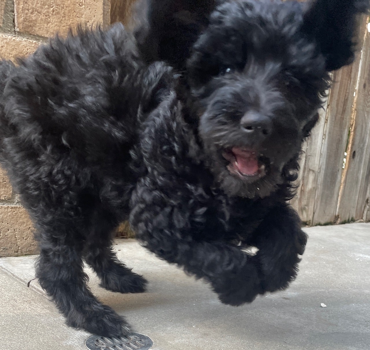 Blitzen the black and white male Aussie Doodle - Image 6