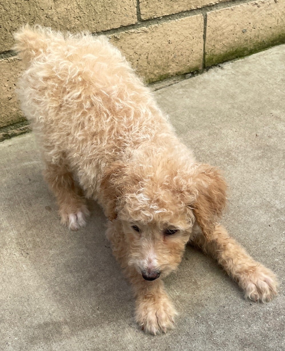 Comet the white and cream male Aussie Doodle
