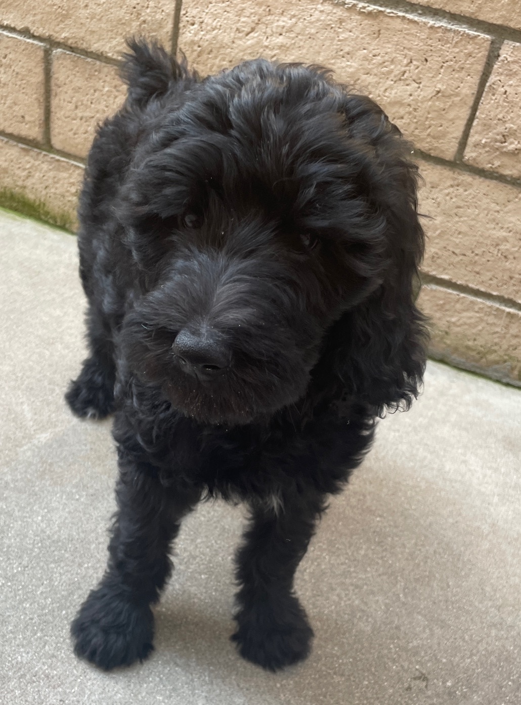 Blitzen the black and white male Aussie Doodle - Image 4