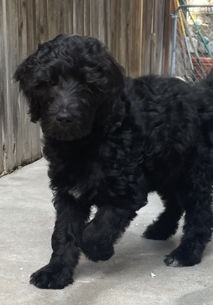 Blitzen the black and white male Aussie Doodle - Image 5