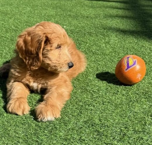 Cupid the red female Aussie Doodle