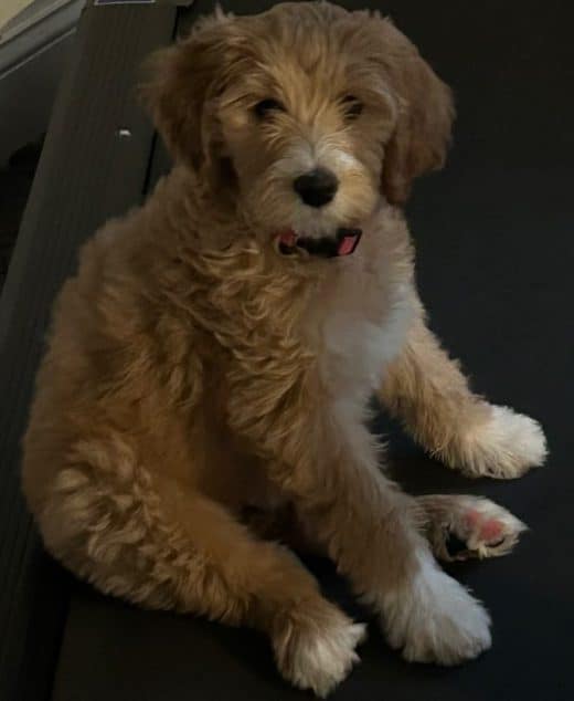 Dancer the tan and white female Aussie Doodle