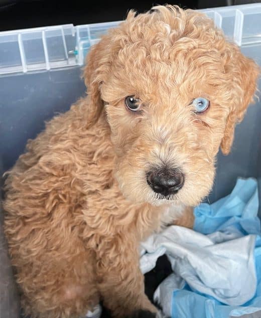 Dasher the tan and white, blue eyed male Aussie Doodle