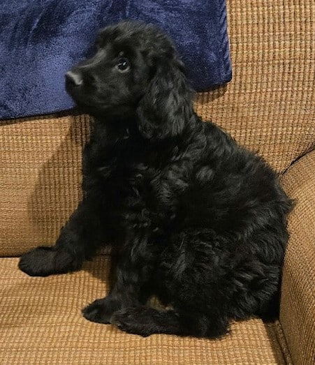 Donner the solid black male Aussie Doodle