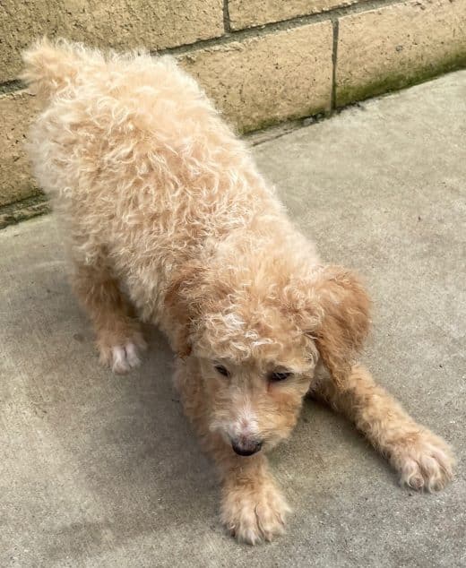 Comet the white and cream male Aussie Doodle