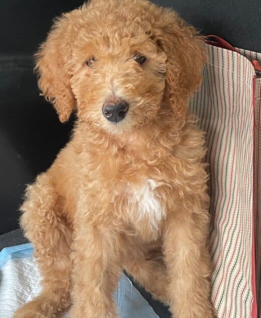 Prancer the redish female Aussie Doodle