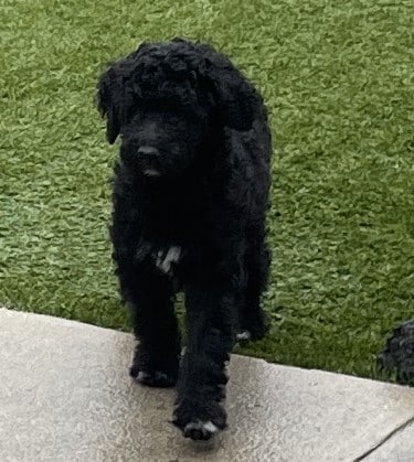 Vixen the black and white female Aussie Doodle