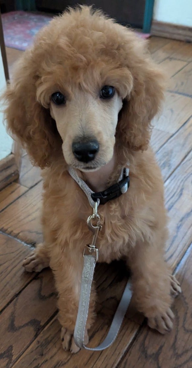 Mercy, the Small Dark Red Standard Poodle