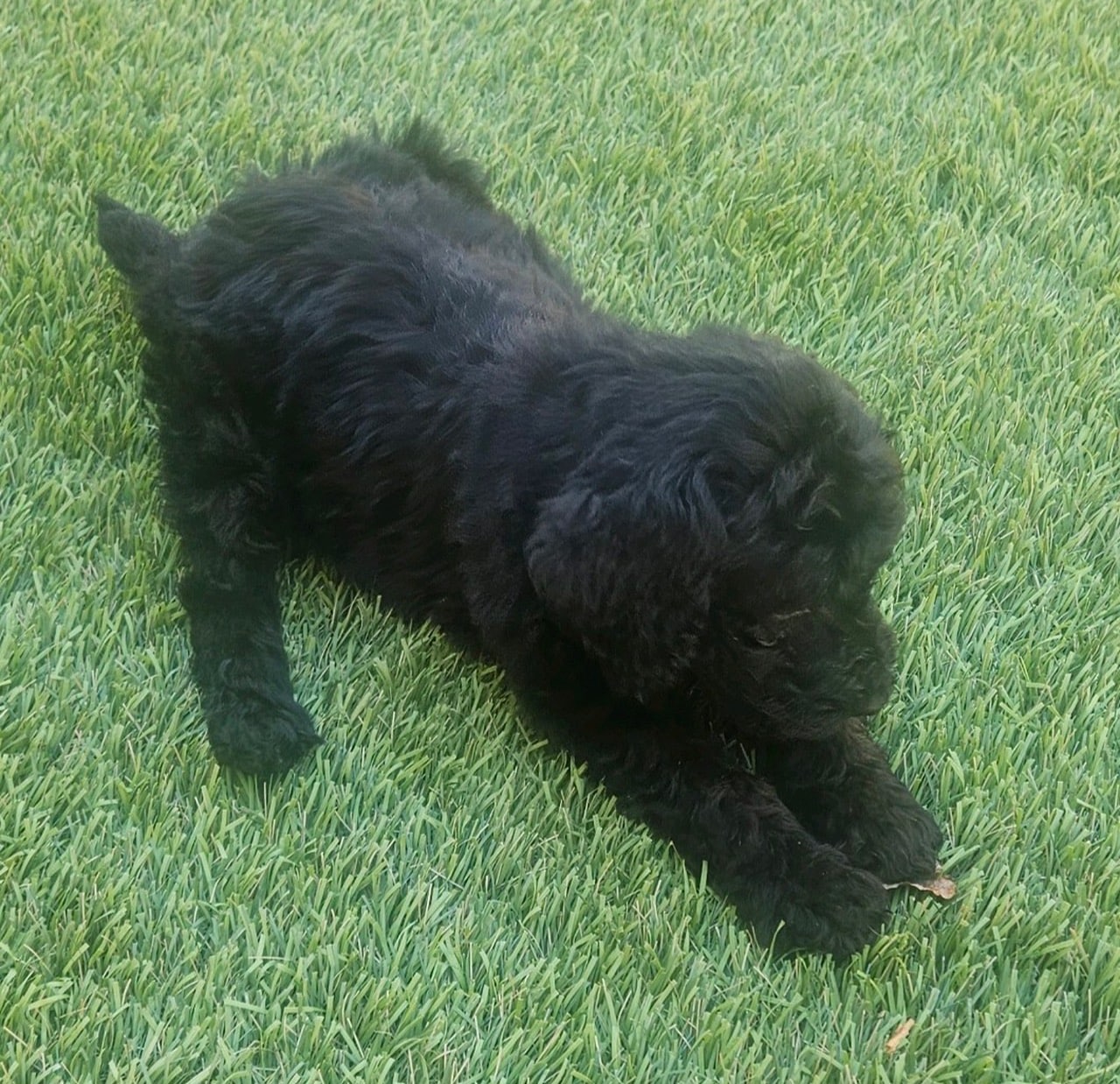 Major, The Smallest Black Male Standard Poodle