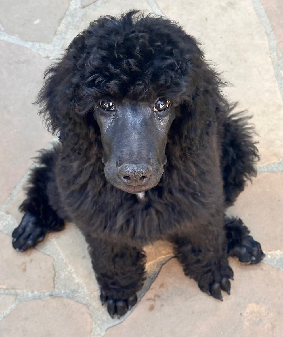 Hamilton, The Largest Black Male Standard Poodle