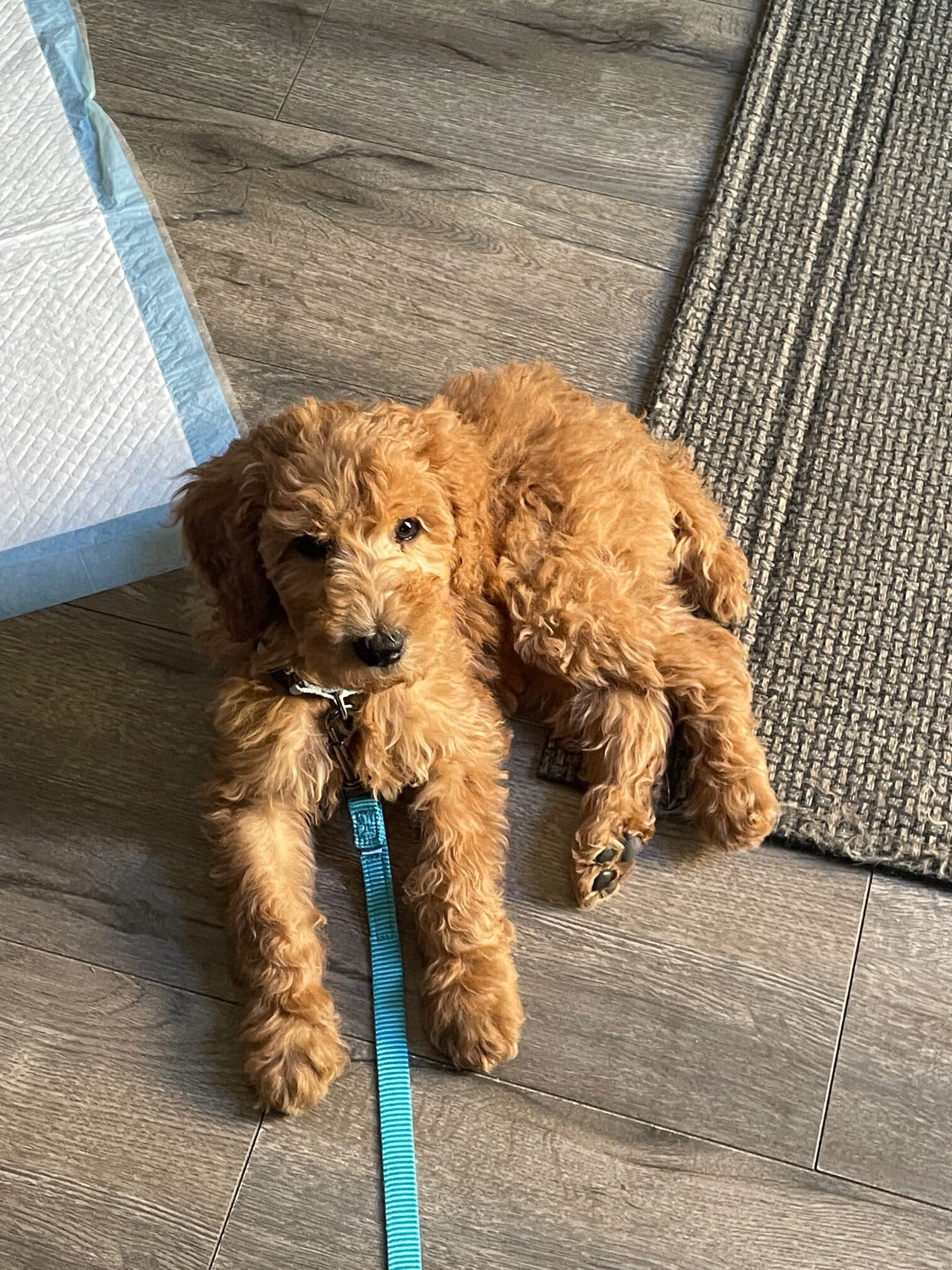 Jefferson The Male Cream-Apricot Standard Poodle